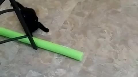 Cat Attacks Pool Noodle