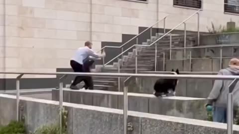 Dog vs man