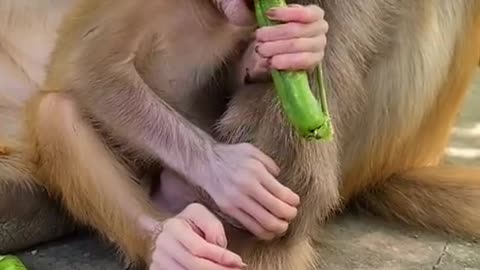 Monkey new tiktok
