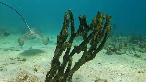 San Blas Islands - Boating, Snorkeling and Freediving