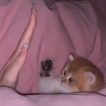 Fanny Cat Video and Cute Dog Video