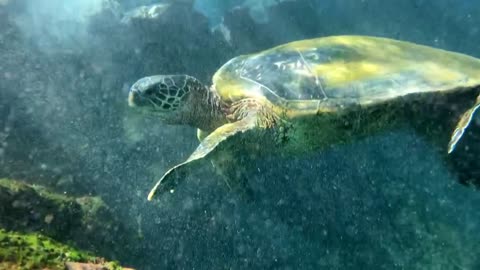 Up Close with a Sea Turtle in the Ocean, Coral Reef, Slow Motion