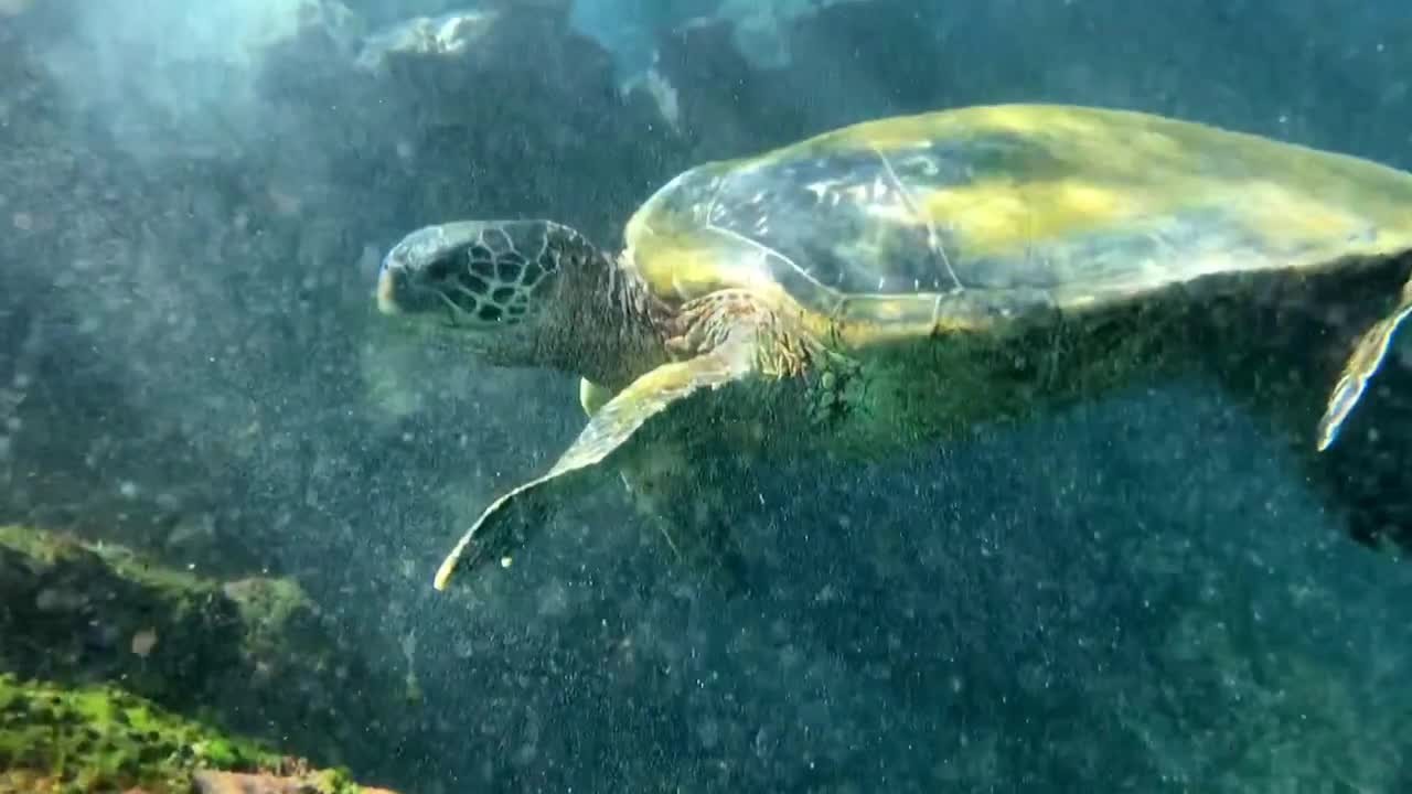 Up Close with a Sea Turtle in the Ocean, Coral Reef, Slow Motion