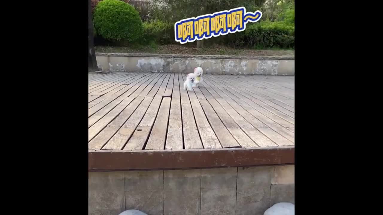 Funniest Dogs and Cats - Best of the 2022 funny animal videos
