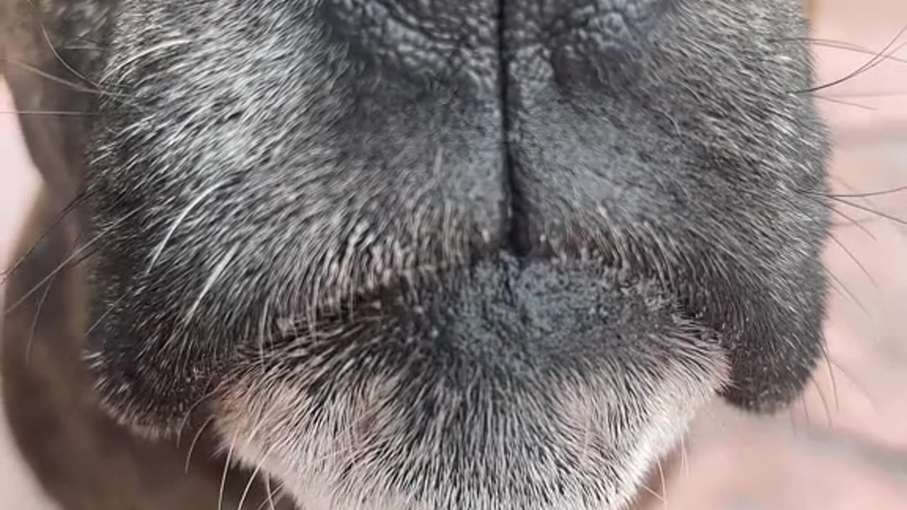 🦁 or 🐶 -🥊☠️ #asmr #dog #fypシ゚viral #fypシ #naturelovers #wild #animallover #foryou #fyp #animals #wildlife #amazing #viral #xuhuong The Flemish Giant Rabbit is so huge 😳🐰#flemishgiant #flemishgiantrabbit #facts #animalfac ( (18)