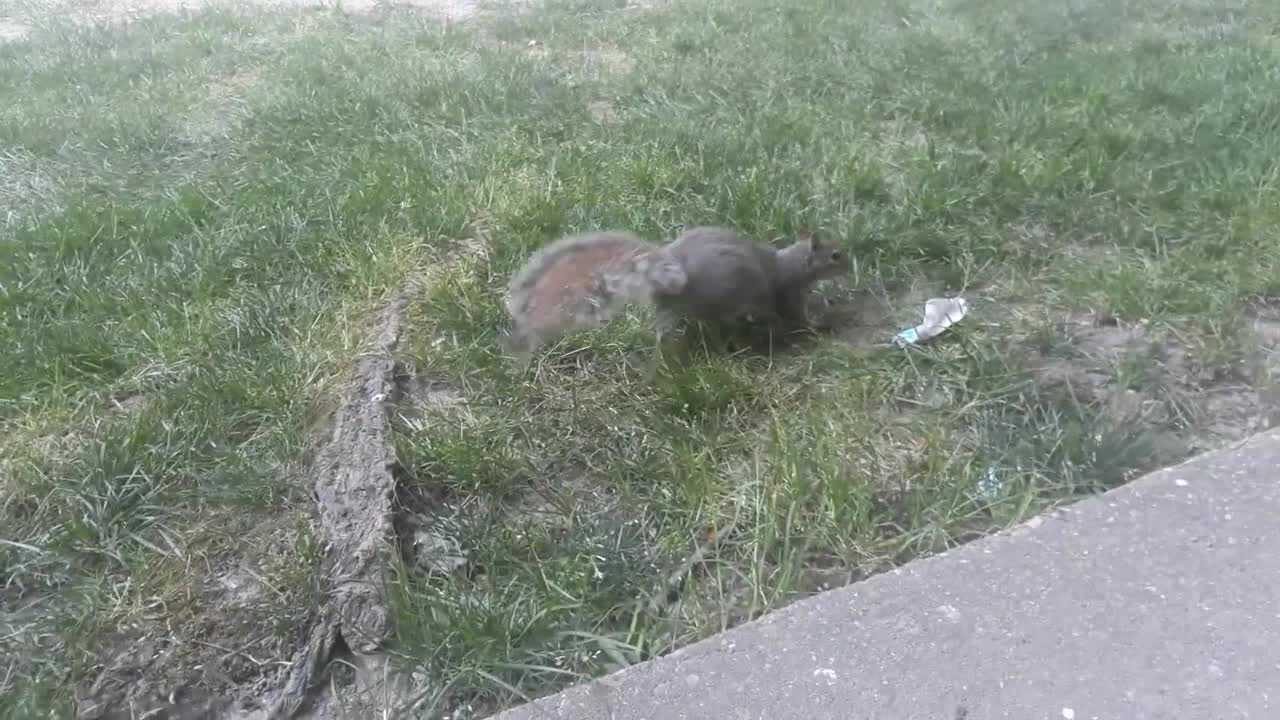 Pecan Grabbed Some Walnuts That Were Close To My Knee