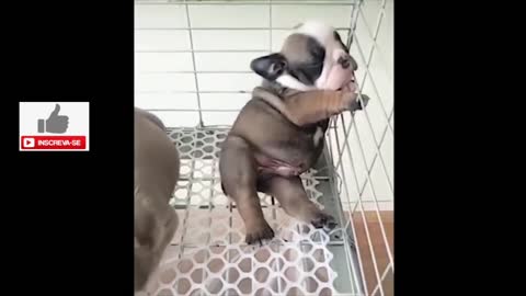 HOW TO TEACH BASIC COMMANDS FOR YOUR DOG.
