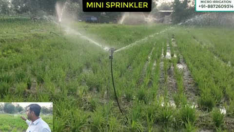 Sprinkler Irrigation system in crops are paddy
