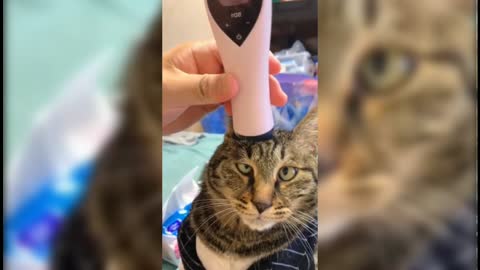 Cute Cat With Massage tool