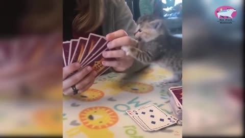 funny pet animals life