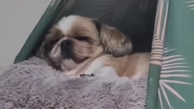 시몬스 베개 탐난다