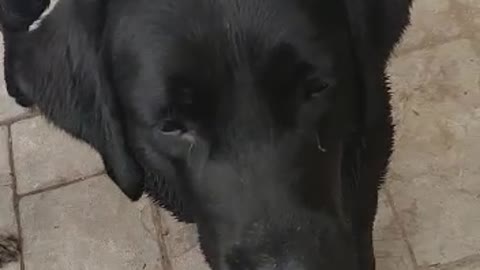 How do my dogs love grapes.
