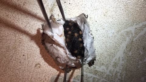 This Clip Of Spider Egg Sack Being Opened Made Us Queasy