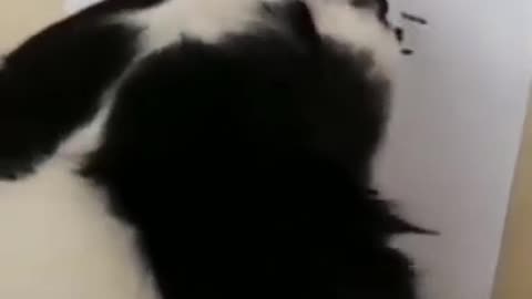 dog training