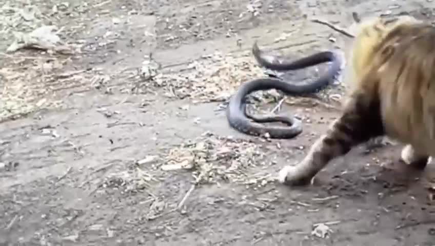 Cat vs Snakes video follow me
