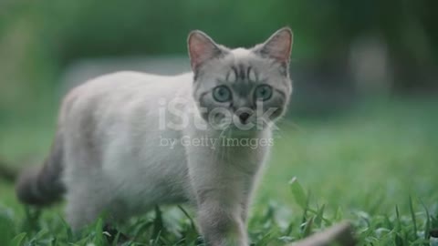 What is it looking at?? So cute