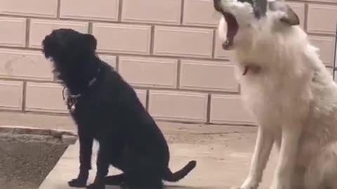 A fox who grew up with a dog tries to bark like a dog..🐶🐾🦊😅