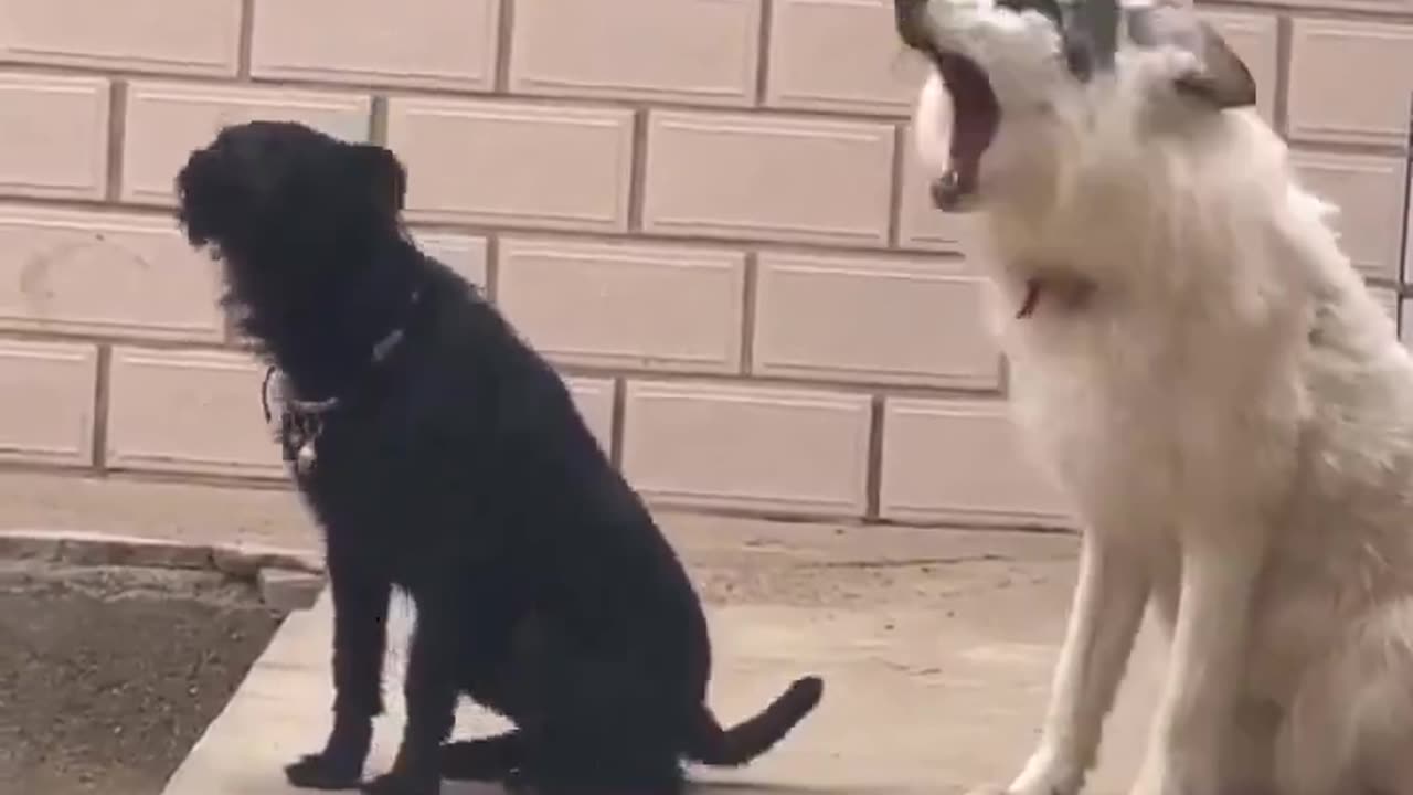 A fox who grew up with a dog tries to bark like a dog..πΆπΎπ¦π