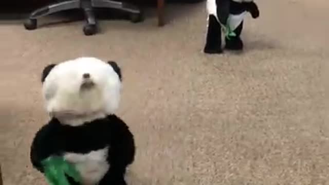 Dogs In Panda Costumes