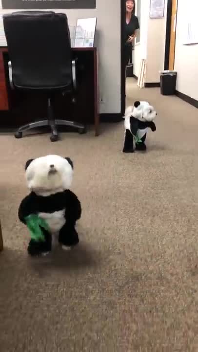 Dogs In Panda Costumes
