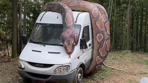 cobra saamp