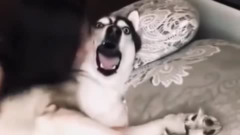 Dog funny videos