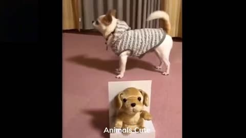 Cute and funny animals 03