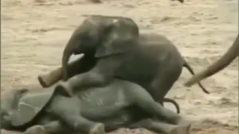 Baby elephant Fun Masti