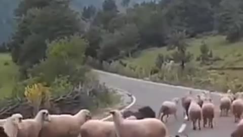 See what happened while crossing the road