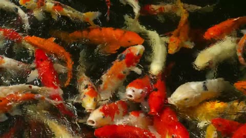 Crowd of Koi Carp fish in a freshwater pond