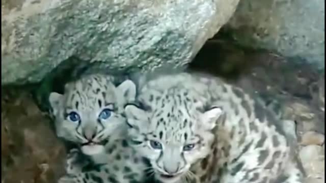 How can these two little leopards be in the cave? You look so lonely