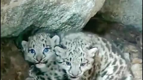How can these two little leopards be in the cave? You look so lonely