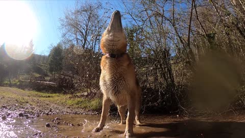 Dog turning jumping eating food video 🐕🐕