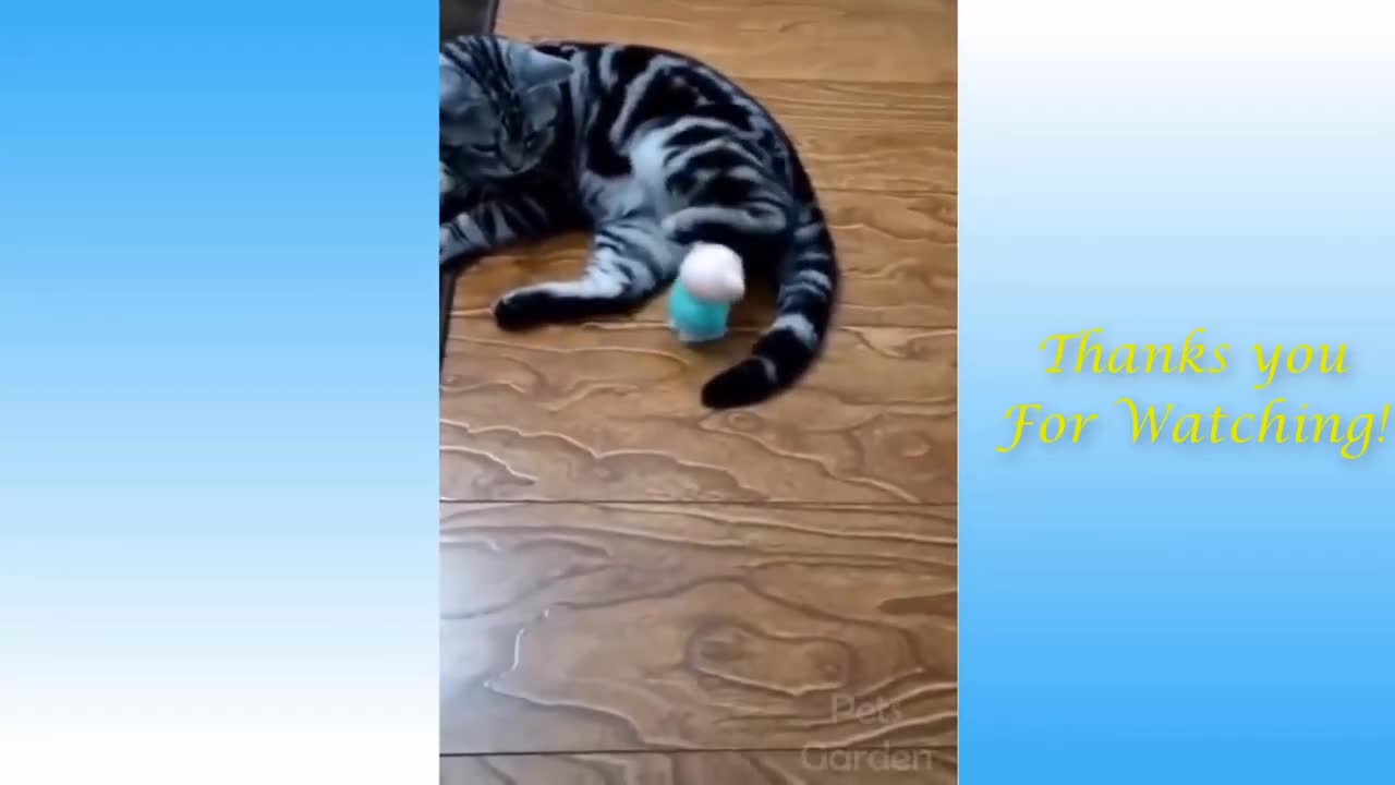 PETS FUNNY VIDEO