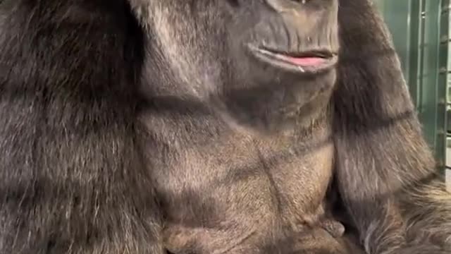 The gorilla 😏😏