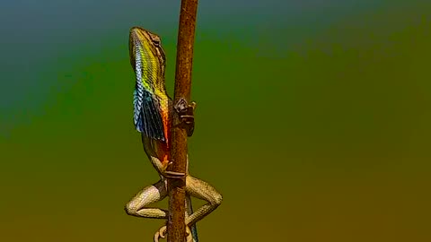 Wildlife and Funs