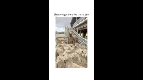 Sheep dog clears the traffic jam !