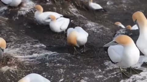 The Yellow head Gull