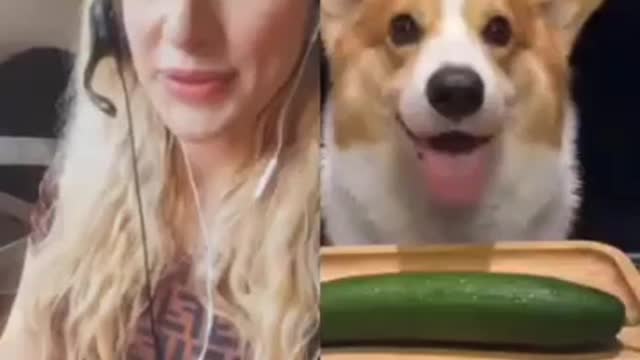 A dog eats vegetables