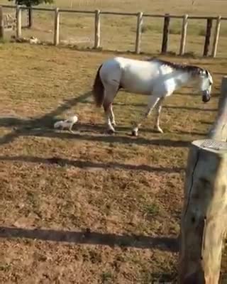 Horse Fight vs Wild Rooster