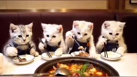 Cat 🐈 😻 🐈‍⬛ and the ❤ and ☺ ❤ in ☺ 😊