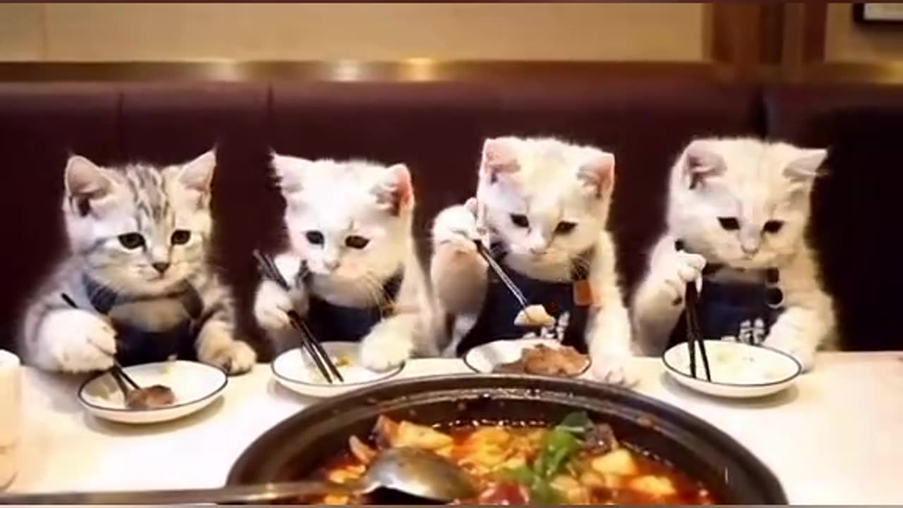 Cat 🐈 😻 🐈‍⬛ and the ❤ and ☺ ❤ in ☺ 😊