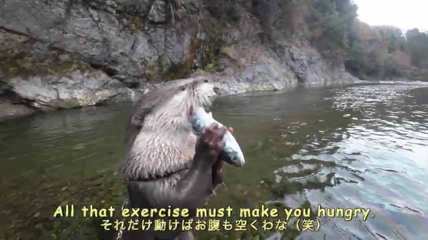 Aty's desire to go for a walk became unstoppable! [Otter life Day 637]
