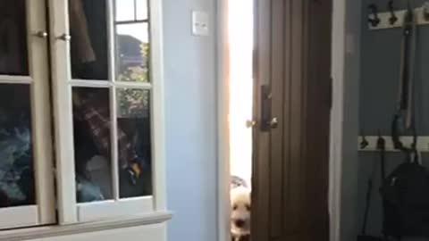 Dog is afraid of vacuum