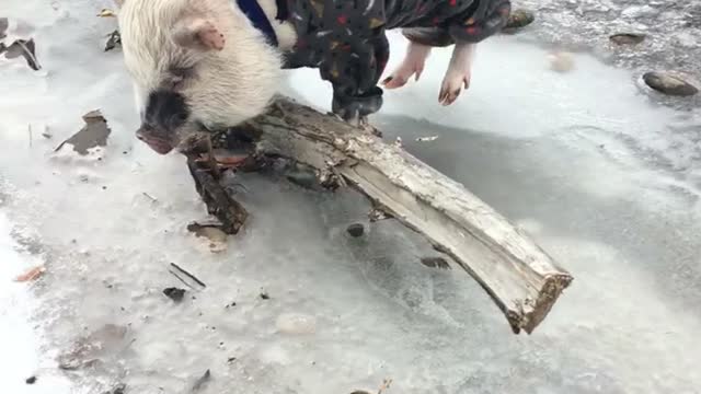 @Gavinthepiggy walks across frozen river in pajamas