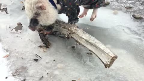 @Gavinthepiggy walks across frozen river in pajamas
