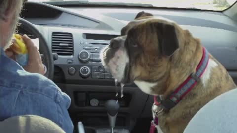 Drooling Bulldog Really Wants A Hamburger