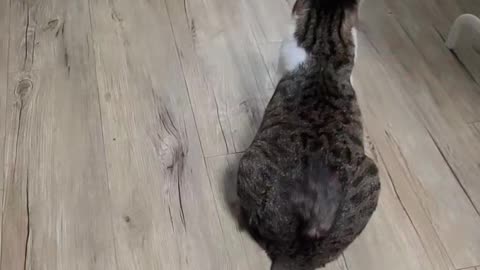 Cats not interested in toys