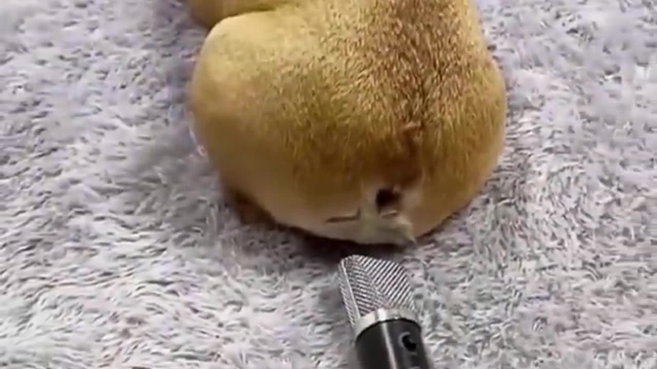 Funny Animals Short Part 1