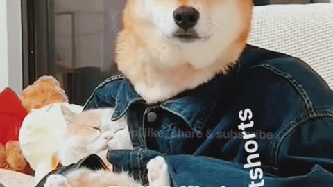 New, Fresh, Funny, cute animals 🦜🐪🐕‍🦺🐐 videos for our loving viewers.
